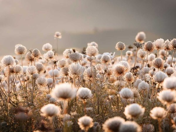Tapet camp 3 cu flori uscate cu puf alb, scăldate în lumină aurie, într-o compoziție naturală, caldă și liniștitoare.