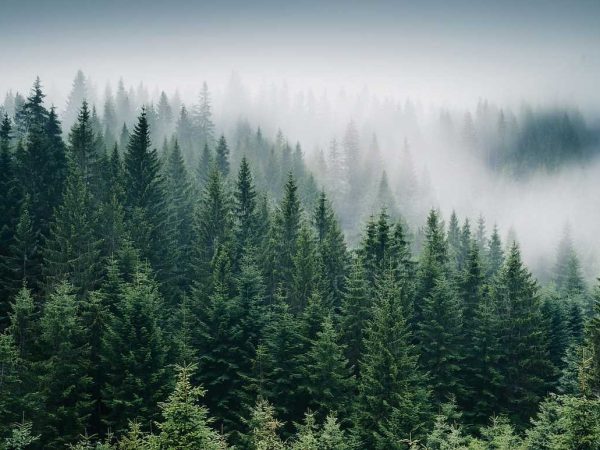 Tapet foggy forest cu o pădure de conifere învăluită în ceață, cu arbori înalți și densitate naturală, într-o compoziție atmosferică și liniștitoare.